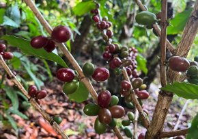 ยกระดับคุณภาพเมล็ดกาแฟอะราบิกาไทยด้วยเทคโนโลยีแสงซินโครตรอน