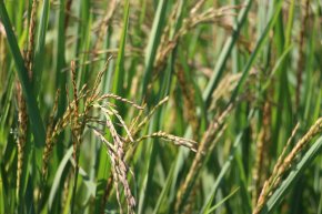 ข้าวไทยสู่อนาคต "งาน National Rice Field Day 2024 นวัตกรรมการปรับปรุงพันธุ์ข้าวและเทคโนโลยีการเกษตรเพื่อความยั่งยืนในยุคโลกรวน