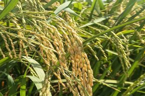 เปิดนาโชว์อีกครั้ง! NSTDA-KU Rice Field Day 2025 ชูข้าวพันธุ์ใหม่ผลผลิตสูง รับมือโลกร้อน เดินหน้าสู่เกษตรยั่งยืน