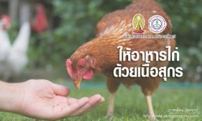 การให้อาหารไก่ด้วยเนื้อสุกรฮาลาลหรือหะรอม