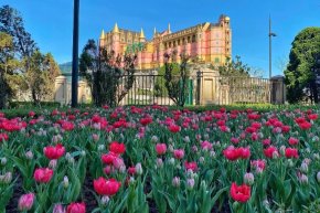 ครั้งแรกของเอเชีย! บานาฮิลล์ ทุ่มทุนสร้างมหาปรากฏการณ์ ทิวลิป 36 สายพันธุ์ 1 ล้านดอก ปกคลุมยอดเขาดานังนาน 2 เดือน