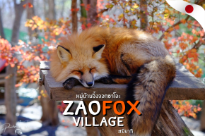 หมู่บ้านจิ้งจองซาโอะ Zao Fox Village บ้านของจิ้งจองนับร้อย!