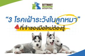 3 โรคเฝ้าระวังในลูกหมา ที่เจ้าของมือใหม่ต้องรู้