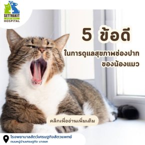 ความสุขของเจ้าของ เมื่อสัตว์เลี้ยงของคุณมีสุขภาพช่องปากที่ดี