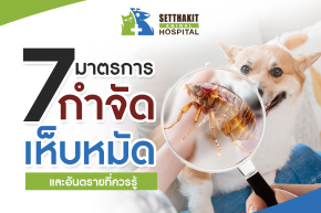 7 มาตรการกำจัดเห็บหมัดให้อยู่หมัด และภัยจากเห็บหมัดที่เจ้าของสัตว์เลี้ยงควรรู้ ปกป้องสุขภาพน้องหมาน้องแมวในหน้าฝน