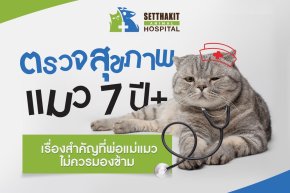 ตรวจสุขภาพแมว 7 ปี+ เรื่องสำคัญที่พ่อแม่แมวไม่ควรมองข้าม