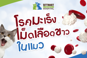 โรคมะเร็งเม็ดเลือดขาวในแมว - ศูนย์โรคในแมว รพส.เศรษฐกิจ