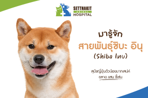 มารู้จักสายพันธุ์ชิบะ อินุ (Shiba Inu): สุนัขญี่ปุ่นตัวน้อยมากเสน่ห์ ฉลาด แสบ ขี้เล่น