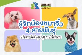 รู้จักน้องหมาจิ๋ว 4 สายพันธุ์ พร้อมเคล็ดลับดูแลสุขภาพให้แข็งแรง