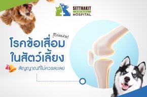 โรคข้อเสื่อมในสัตว์เลี้ยง: สัญญาณที่ไม่ควรละเลย รู้ไว้ก่อนสาย