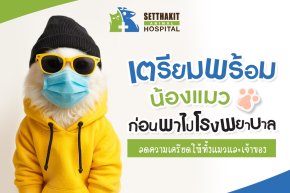 เตรียมพร้อมน้องแมวก่อนพาไปโรงพยาบาล ลดความเครียดให้ทั้งแมวและเจ้าของ