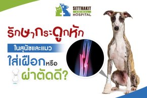 รักษากระดูกหักในสุนัขและแมว: ควรใส่เฝือกหรือผ่าตัดดี?