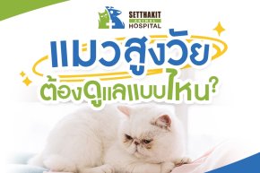 แมวสูงวัยต้องการการดูแลแบบไหน? ทาสแมวควรรู้ความเปลี่ยนแปลงที่เกิดขึ้นเมื่อแมวแก่ตัวลง