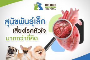 โรคหัวใจในหมากระเป๋า-ทำไมพันธุ์เล็กเสี่ยงกว่าที่คิด