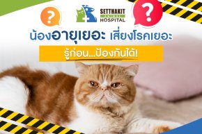 แมวแก่ = โรคถามหา? ทาสแมวควรรู้โรคที่มาพร้อมกับวัยของแมวที่คุณรัก