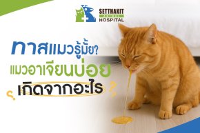 ทาสแมวรู้มั้ย? แมวอาเจียนบ่อย เกิดจากอะไร
