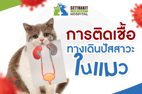 การติดเชื้อทางเดินปัสสาวะในแมว: ปัญหาสุขภาพที่ไม่ควรมองข้าม