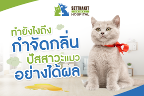 วิธีดับกลิ่นปัสสาวะแมวให้ได้ผล ไม่เหลือกลิ่นกวนใจในบ้าน