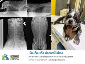 ผ่าตัดสะบ้าเคลื่อนในสัตว์เลี้ยง + หมอนรองกระดูกทับเส้นประสาทในสุนัข