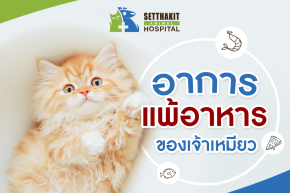 อาการแพ้อาหารของแมว: รู้ทันสัญญาณเตือน เพื่อดูแลสุขภาพน้องเหมียวอย่างถูกต้อง