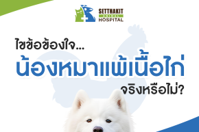 ไขข้อข้องใจ...น้องหมาแพ้เนื้อไก่จริงหรือไม่?
