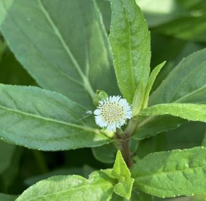 สมุนไพรลดผมหงอก