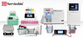 Western Blot Made Simple: ครบทุกขั้นตอนด้วยผลิตภัณฑ์จาก Servicebio