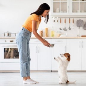 ผู้หญิงกำลังให้อาหารสุนัขในบ้าน