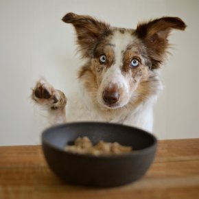 What is Holistic Pet Food?