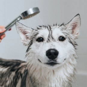 Grooming ไม่ใช่แค่ความสะอาด แต่คือ Preventive Care