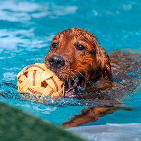 How Swimming Helps Reduce Stress in Pets
