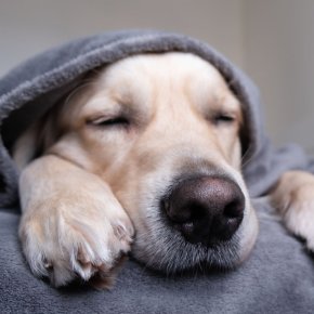 Pet Hotel ที่ดีควรมีอะไรบ้าง เลือกอย่างไรให้ไม่เครียด