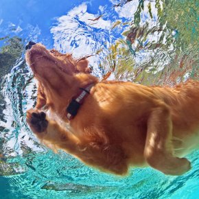 Does Swimming Really Reduce Joint Impact in Pets