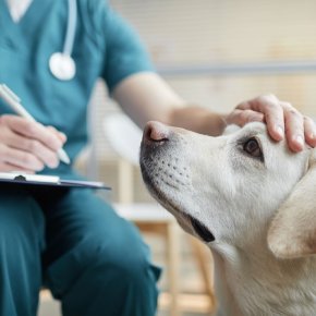 Is Annual Pet Checkup Really Necessary