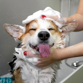 สัตว์เลี้ยงผิวแห้ง คัน ขนร่วง แก้ได้ด้วย Grooming