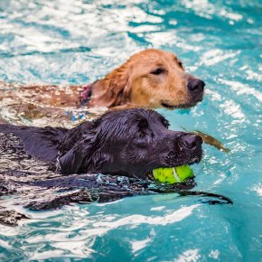 ว่ายน้ำช่วยฟื้นฟูกล้ามเนื้อสัตว์เลี้ยงได้จริงหรือไม่