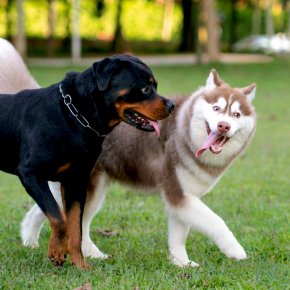 ฝากสัตว์เลี้ยงแบบมี Routine ดีกว่าอย่างไรต่อสุขภาพและความเครียด