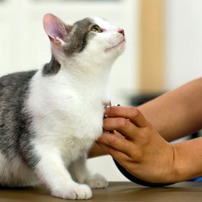 ตรวจสุขภาพเชิงลึกต่างจากตรวจทั่วไปอย่างไรในสัตว์เลี้ยง