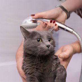 Do Cats Need Grooming?