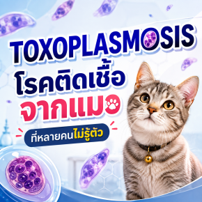 โรคติดเชื้อจากแมวที่หลายคนไม่รู้ตัว 