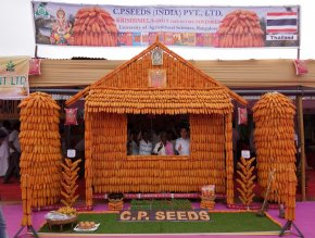 C.P. Seeds (India) joined Krishi Mela 2017 at GKVK campus, Hebbal Bangalore