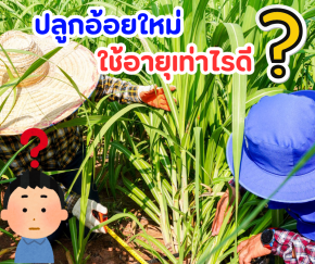 ปลูกอ้อยใหม่ใช้อายุเท่าไรดี?