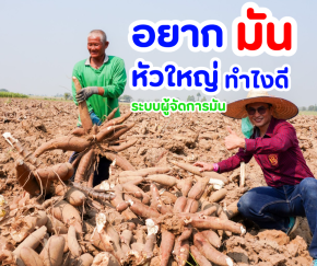 อยากหัวมันใหญ่ ทำไงดี!