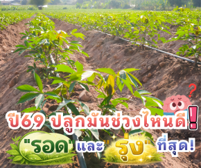 ปี69 ปลูกมันช่วงไหนดี️! "รอด" และ "รุ่ง" ที่สุด?