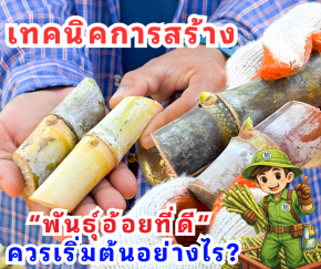 ปี69เริ่มทำพันธุ์อ้อยยังไงดี?