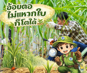 อ้อยตอจำเป็นต้องแหวกใบหรือไม่?