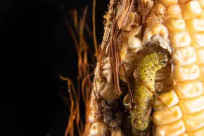 รวมวิธีป้องกันหนอนกระทู้ข้าวโพดที่เกษตรกรนิยมใช้