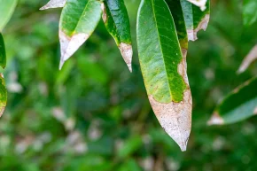 โรคใบไหม้ในทุเรียน