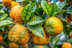 Citrus Greening Disease