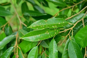 โรคจุดใบในต้นทุเรียน
